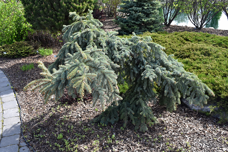 Weeping Blue Spruce (Picea pungens 'Pendula') at Heritage Farm & Garden