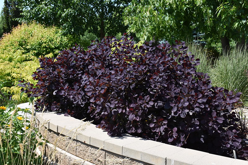 Royal Purple Smokebush (Cotinus coggygria 'Royal Purple') at Heritage Farm & Garden