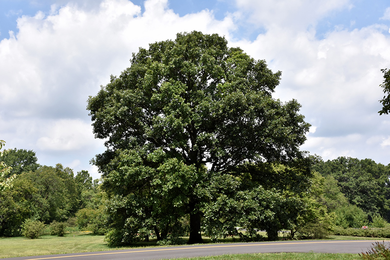 Swamp White Oak (Quercus bicolor) at Heritage Farm & Garden