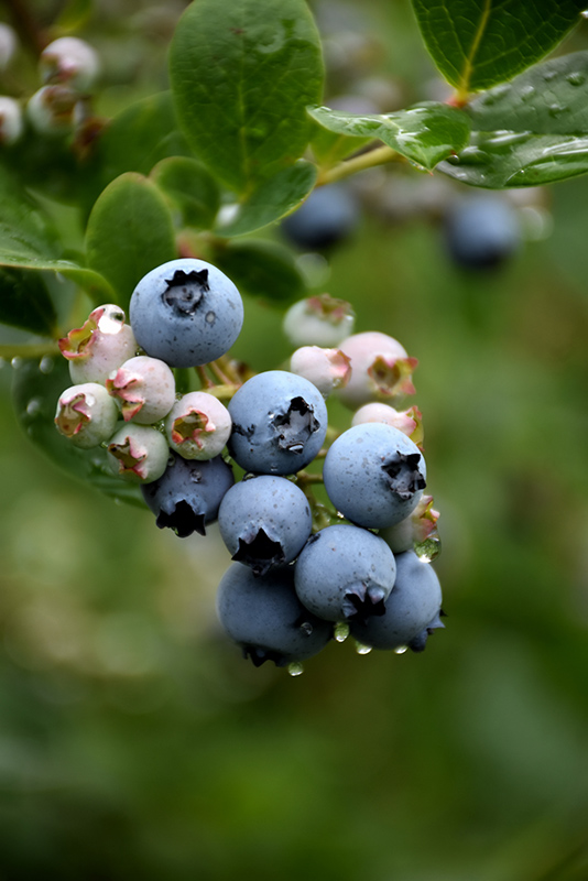 Duke Blueberry (Vaccinium corymbosum 'Duke') at Heritage Farm & Garden