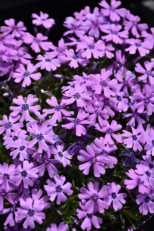 Purple Beauty Moss Phlox (Phlox subulata 'Purple Beauty') at Heritage Farm & Garden