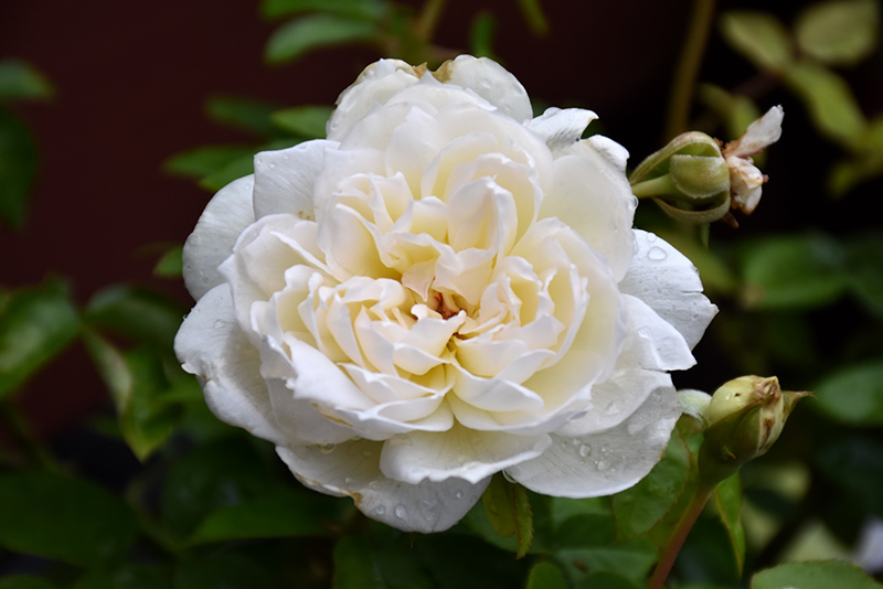 Bolero Rose (Rosa 'Meidelweis') at Heritage Farm & Garden