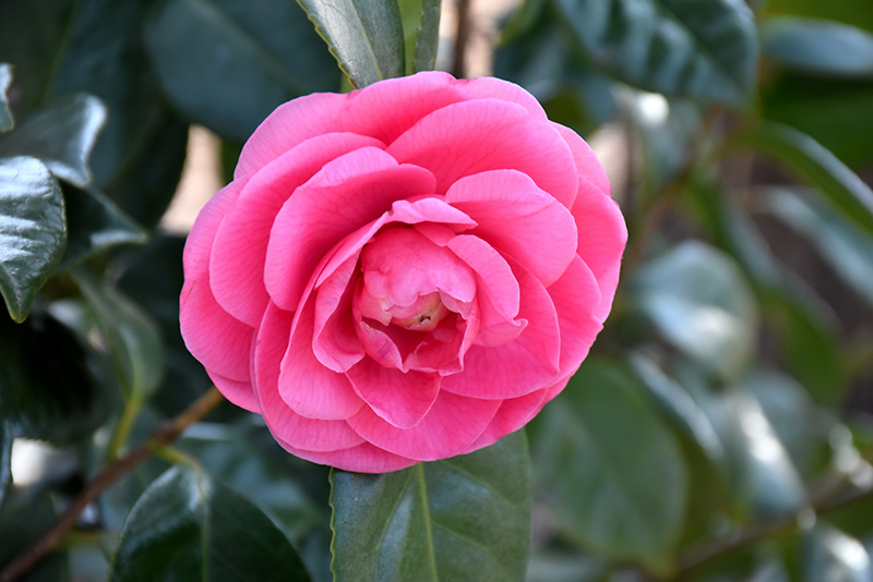 Jerry Hill Camellia (Camellia japonica 'Jerry Hill') at Heritage Farm & Garden