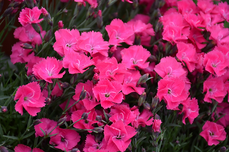 Vivid Bright Light Pinks (Dianthus 'Uribest52') at Heritage Farm & Garden