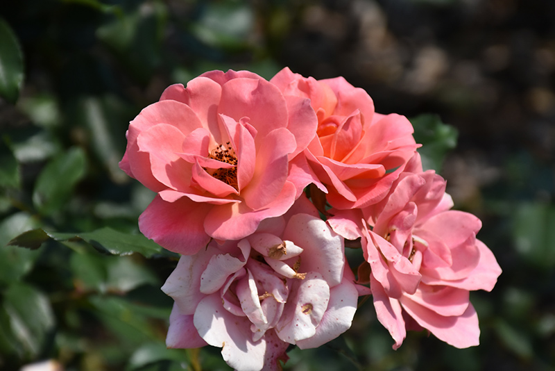 Coral Knock Out Rose (Rosa 'Radral') at Heritage Farm & Garden