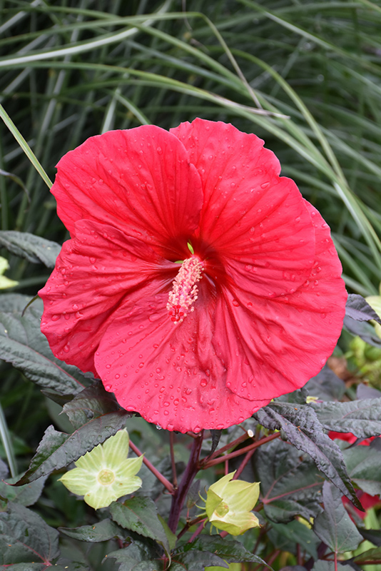 Mars Madness Hibiscus (Hibiscus 'Mars Madness') at Heritage Farm & Garden