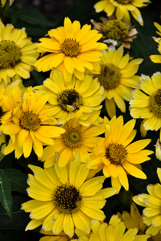 Tuscan Gold False Sunflower (Heliopsis helianthoides 'Inhelsodor') at Heritage Farm & Garden