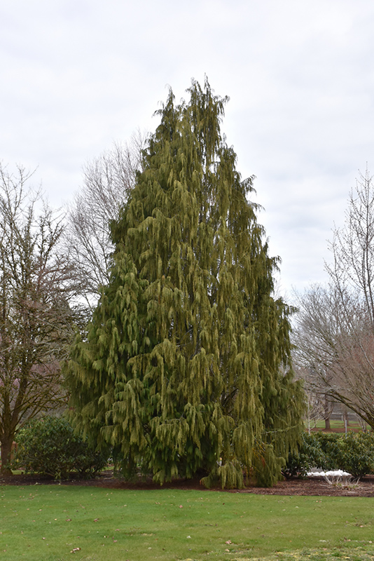 Weeping Nootka Cypress (Chamaecyparis nootkatensis 'Pendula') at Heritage Farm & Garden