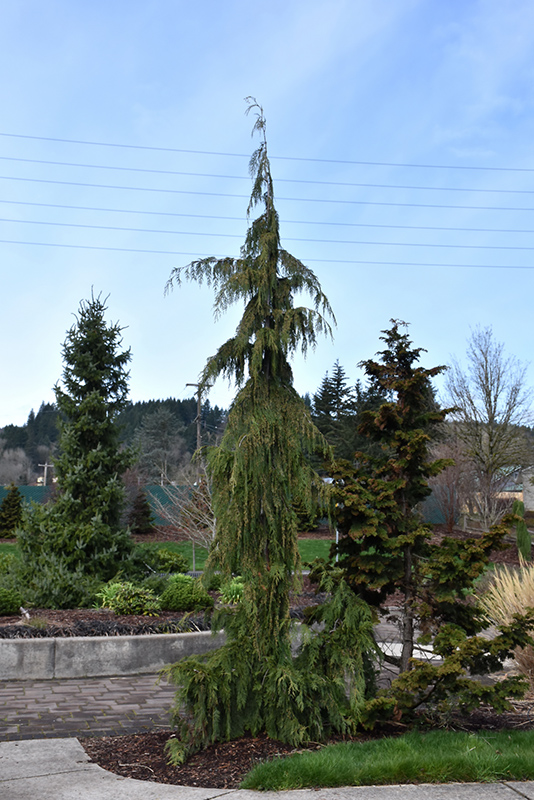 Weeping Nootka Cypress (Chamaecyparis nootkatensis 'Pendula') at Heritage Farm & Garden