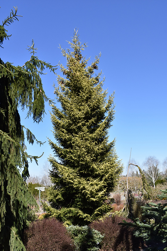 Skylands Golden Spruce (Picea orientalis 'Skylands') at Heritage Farm & Garden
