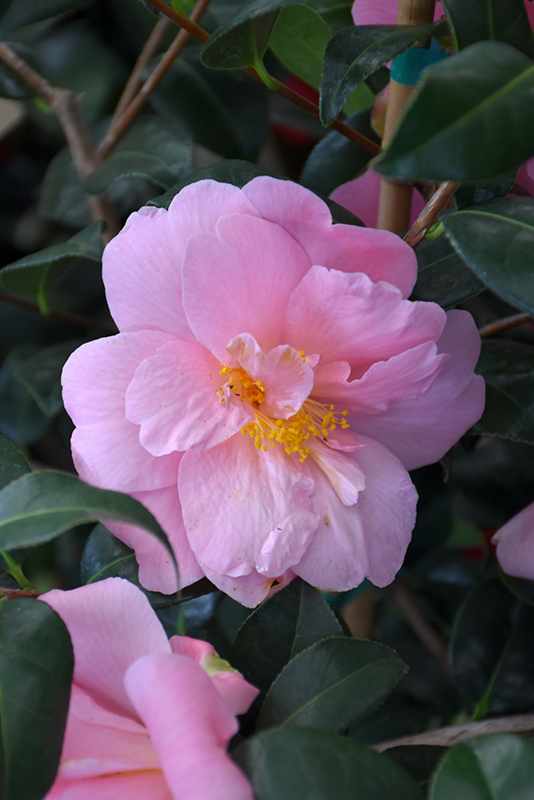 Pink Icicle Camellia (Camellia japonica 'Pink Icicle') at Heritage Farm & Garden