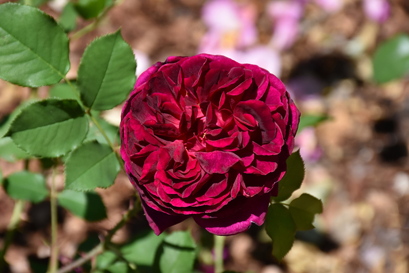 Munstead Rose (Rosa 'Ausbernard') at Heritage Farm & Garden