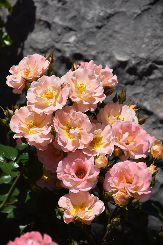 Peach Drift Rose (Rosa 'Meiggili') at Heritage Farm & Garden