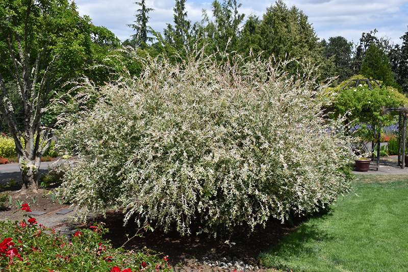 Tricolor Willow (Salix integra 'Hakuro Nishiki') at Heritage Farm & Garden