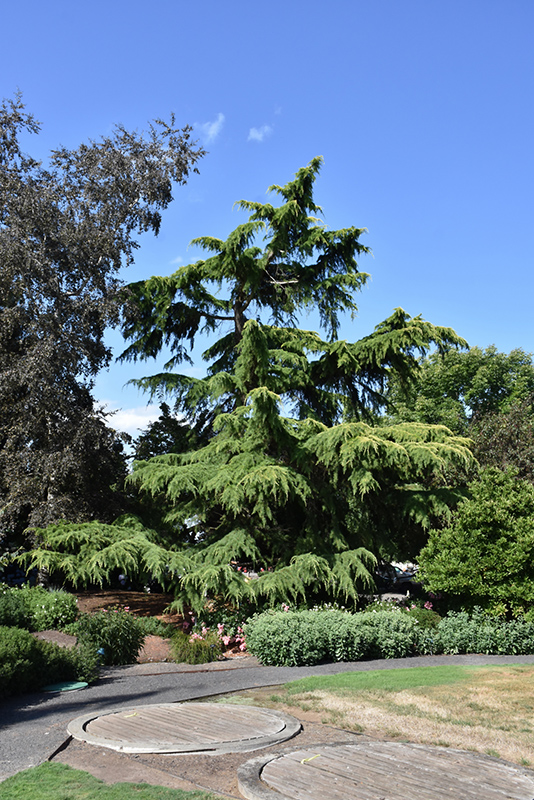 Deodar Cedar (Cedrus deodara) at Heritage Farm & Garden