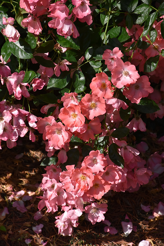 Flower Carpet Coral Rose (Rosa 'Flower Carpet Coral') at Heritage Farm & Garden