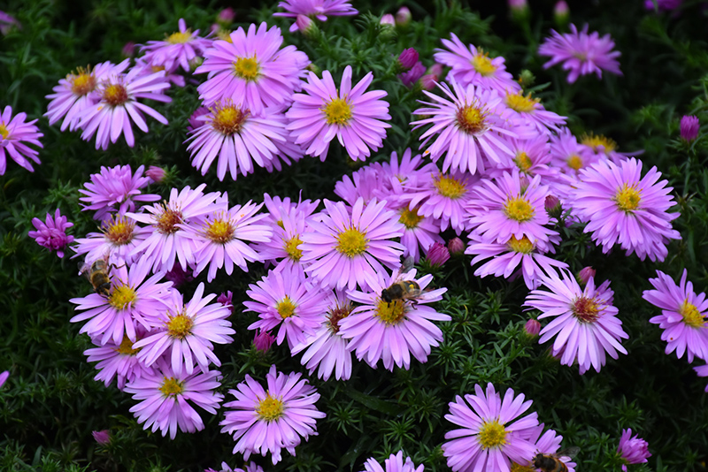 Woods Pink Aster (Aster 'Woods Pink') at Heritage Farm & Garden
