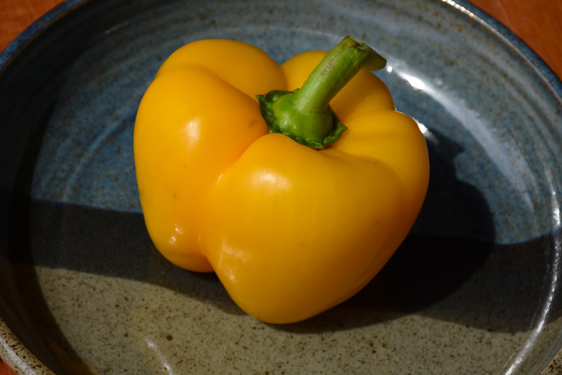 Golden California Sweet Pepper (Capsicum annuum 'Golden California') at Heritage Farm & Garden