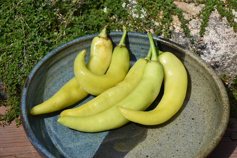 Sweet Banana Pepper (Capsicum annuum 'Sweet Banana') at Heritage Farm & Garden