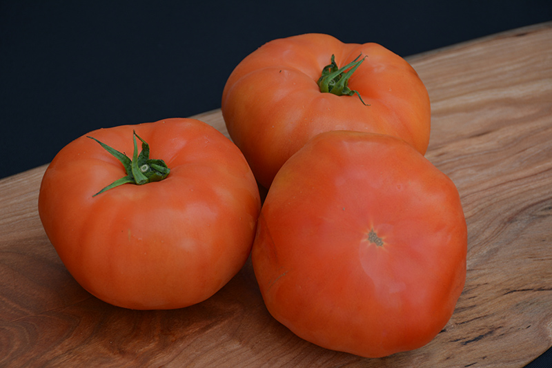 Classic Beefsteak Tomato (Solanum lycopersicum 'Beefsteak') at Heritage Farm & Garden