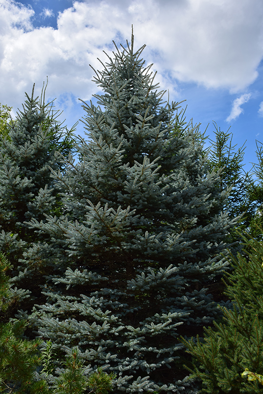 Baby Blue Eyes Spruce (Picea pungens 'Baby Blue Eyes') at Heritage Farm & Garden