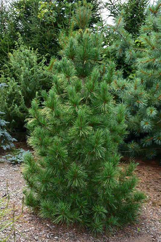 Columnar White Pine (Pinus strobus 'Fastigiata') at Heritage Farm & Garden
