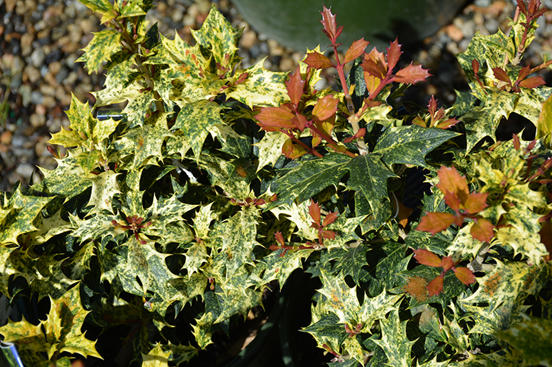 Variegated False Holly (Osmanthus heterophyllus 'Goshiki') at Heritage Farm & Garden