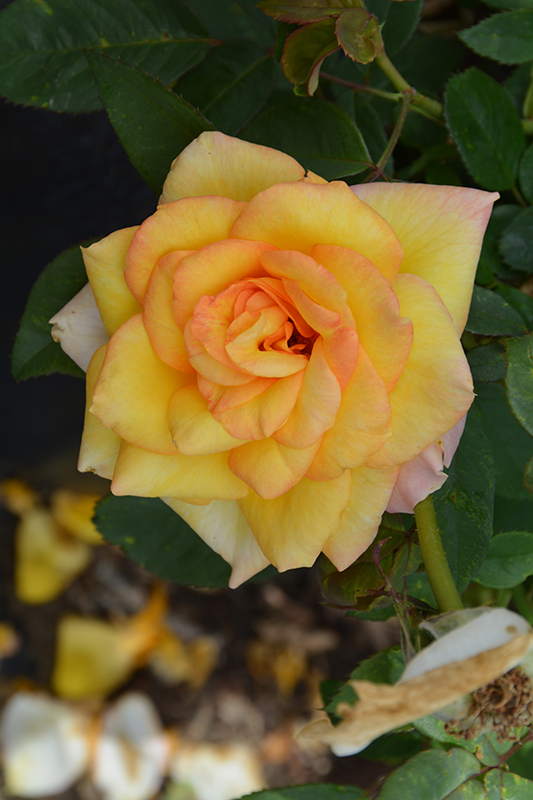 Gold Medal Rose (Rosa 'Gold Medal') at Heritage Farm & Garden