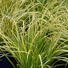 Plant Photo 6